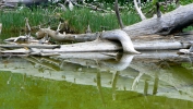 PICTURES/Alpine Pond Nature Trail - Cedar Breaks National Monument/t_Alpine Pond2.JPG